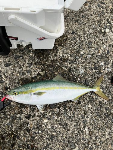 ハマチの釣果