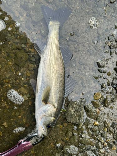 スズキの釣果