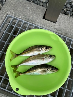 アジの釣果