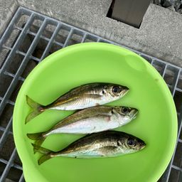 アジ