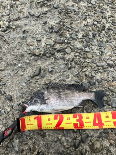 チヌの釣果