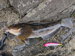 アイナメの釣果
