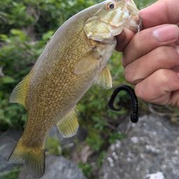 スモールマウスバス