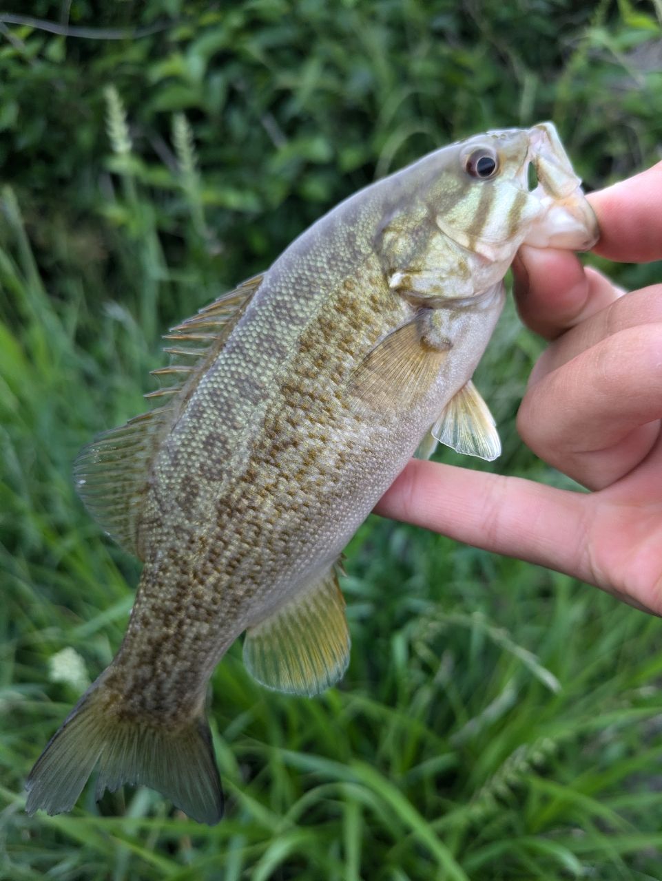 スモールマウスバス