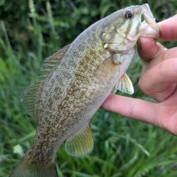 スモールマウスバス