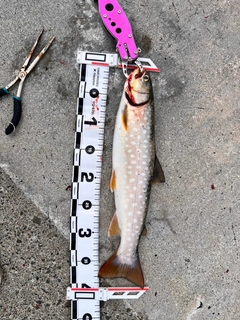 アメマスの釣果