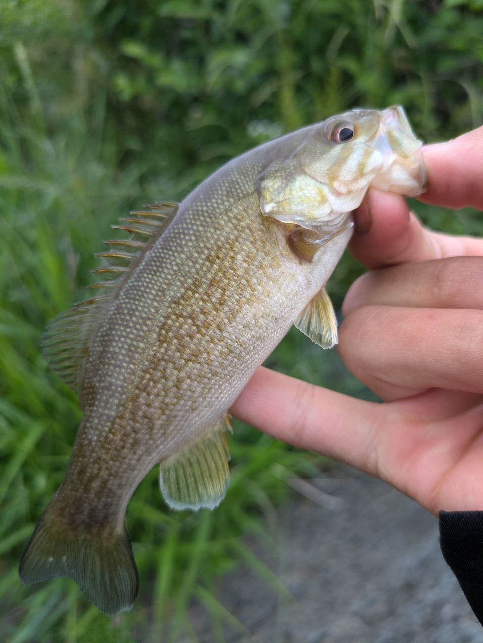 スモールマウスバス