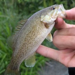 スモールマウスバス