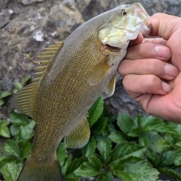 スモールマウスバス