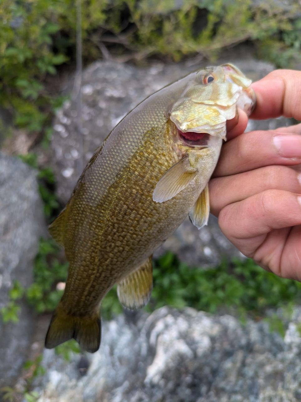 スモールマウスバス