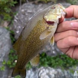 スモールマウスバス