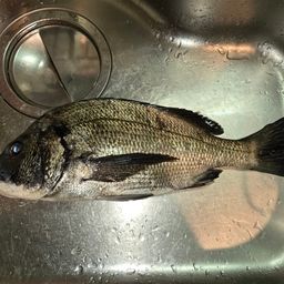 クロダイ