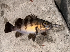 メバルの釣果