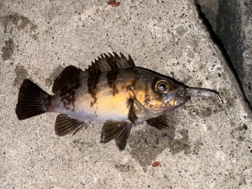 メバルの釣果