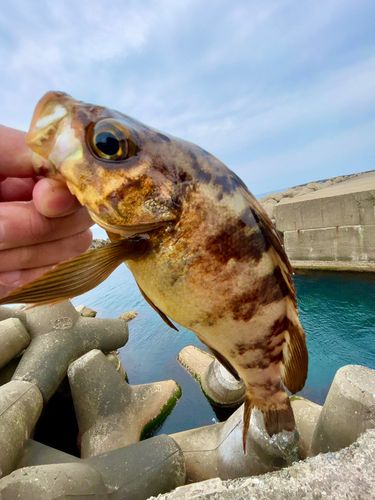 アカメバルの釣果