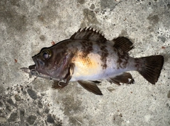メバルの釣果