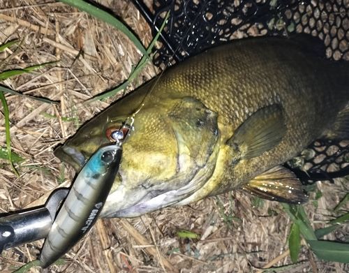 スモールマウスバスの釣果