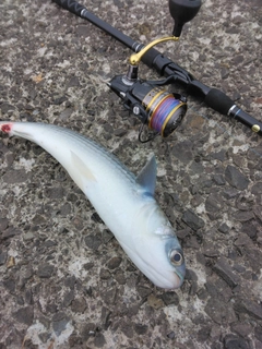 ボラの釣果