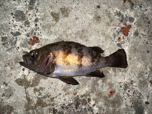 メバルの釣果
