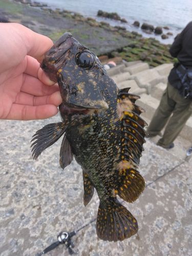 ムラソイの釣果