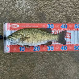 スモールマウスバス