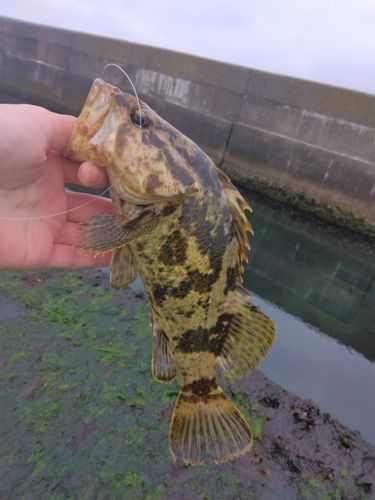 タケノコメバルの釣果