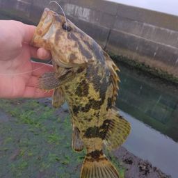 タケノコメバル