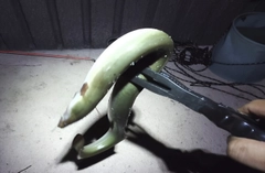 ウナギの釣果