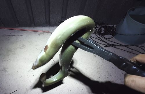 ウナギの釣果