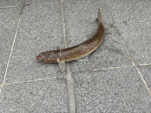 エソの釣果