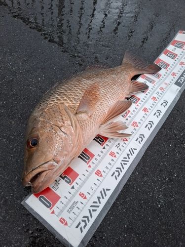 ゴマフエダイの釣果