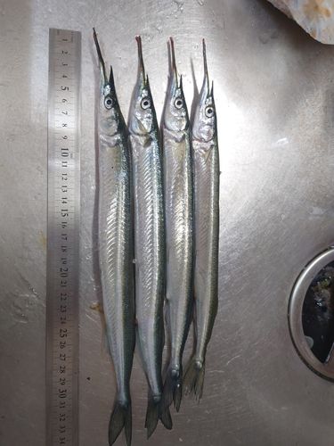 サヨリの釣果