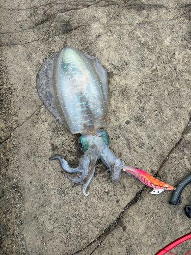 イカの釣果