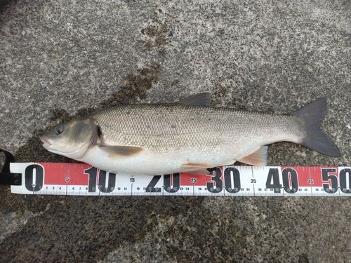 ウグイの釣果
