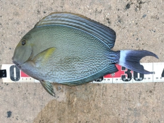 クロハギの釣果