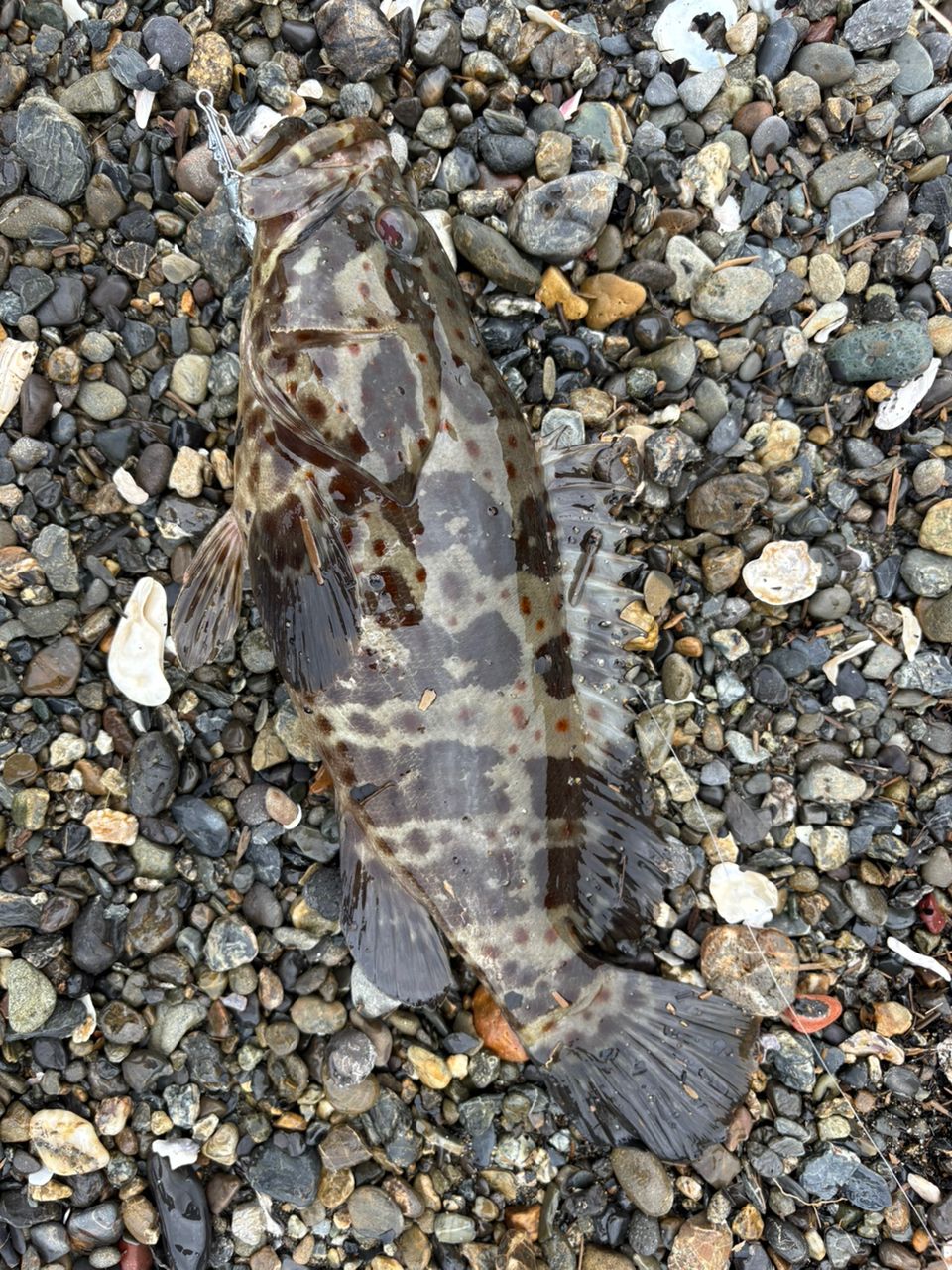 チャイロマルハタ