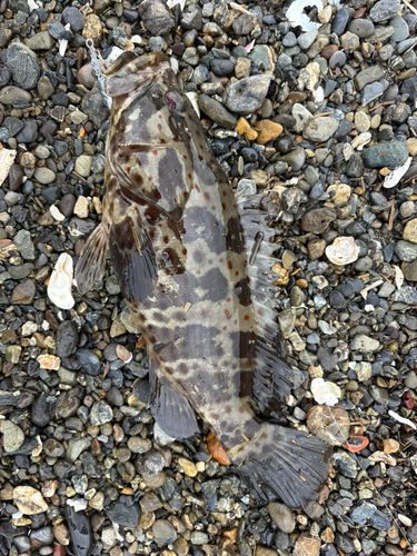 チャイロマルハタ