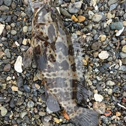 チャイロマルハタ