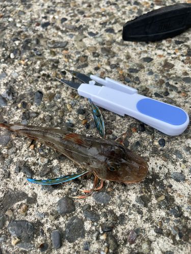 ホウボウの釣果