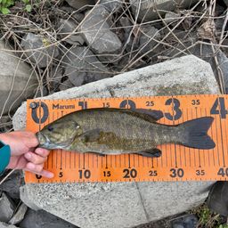 スモールマウスバス