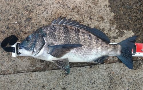 クロダイの釣果
