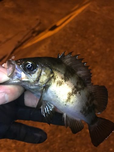 メバルの釣果