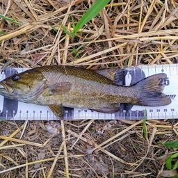 スモールマウスバス