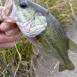 ラージマウスバス