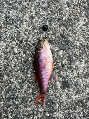 ネンブツダイの釣果