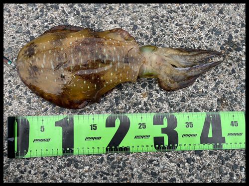 アオリイカの釣果