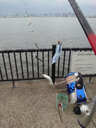 カタクチイワシの釣果