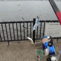 カタクチイワシ