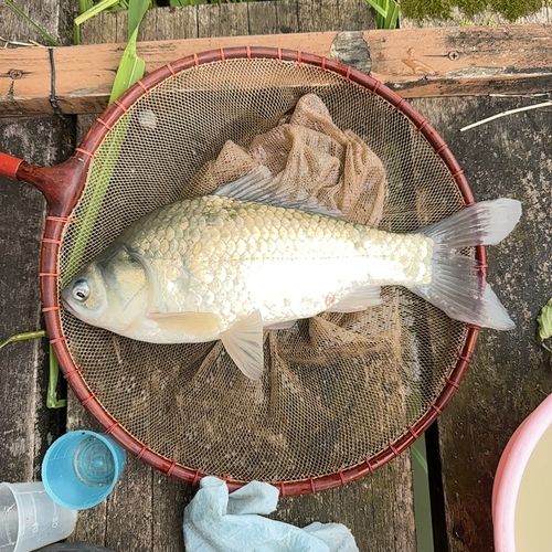 野守の池