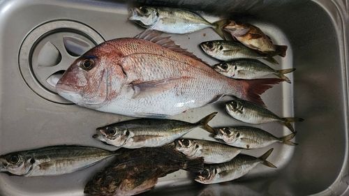 マアジの釣果